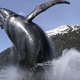 Tahku, die Alaska-Wal-Skulptur, ist eine lebensgroße bronzene Walskulptur eines durchbrechenden Buckels, der sich inmitten von Wasserwerken aus einem Infinity-Pool am Ufer der Hauptstadt Alaskas, Juneau, erhebt – ein Ziel für über 1 Million Besucher jedes Jahr aus der ganzen Welt . Es erinnert an den 50. Jahrestag der Staatlichkeit Alaskas und dient als nördlicher Anker für die Uferpromenade in der Innenstadt von Juneau.<br /><br />Takhu the Whale wurde von dem ehemaligen Bewohner von Juneau, R.T. Wallen für die Menschen in Alaska.erfunden. <br /><br />besucht am 19.5.2022