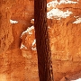 Bryce Canyon - Navajo Loop
