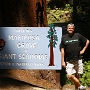 Mariposa Grove. Gigantische Sequoias im Yosemite.<br /><br />Besucht am 11.8.1989 - 29.7.1992 - 30.9.2005 - 4.6.2009