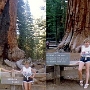 Mariposa Grove. Gigantische Sequoias im Yosemite.<br />Besucht am 11.8.1989