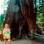 Mariposa Grove. Gigantische Sequoias im Yosemite.<br />Besucht am 29.7.1992