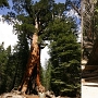 Mariposa Grove. Gigantische Sequoias im Yosemite.<br />Besucht am 4.6.2009