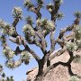 Mormonen, die einst die Mojave-Wüste durchquerten, gaben dem Joshua Tree Park seinen Namen. Sie erkannten in den Bäumen die Gestalt des Propheten Joshua, der mit ausgestreckten Armen den Israeliten den Weg ins gelobte Land wies. Am 10. August 1936 wurde der Park zum National Monument erklärt, am 24. Oktober 1994 wurde er durch den Kongress der Vereinigten Staaten in den Rang eines Nationalparks aufgewertet