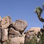 Die auffälligsten Pflanzen sind die seltsamen anmutenden Joshua Trees, die ausschließlich in der Mojave-Wüste im Nordwestteil des Parks vorkommen und ihm seinen Namen gaben. Der Joshua Tree ist ein wichtiger Bestandteil des regionalen Ökosystems und liefert vielen Wüstentieren Nahrung und Schutz. Die Pflanzen, die aussehen wie Kakteen, aber zu den Liliengewächsen gehören, werden bis 18 Meter hoch und bis zu 900 Jahre alt. Ihre Blütezeit ist im April und Mai. In der Mojave Wüste gibt es sehr viele dieser Bäume, aber in tieferen Lagen ist die Vegetation eher vom Kreosotbusch geprägt. Den Namen bekamen die Joshua Trees von Mormonen, die in den 1840er Jahren durch die Gegend des Parks zogen und meinten, dass sie ihnen den Weg nach Westen zeigten.