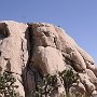 Der Park ist bei Kletterern sehr beliebt (von diesen oft als „J-Tree“ bezeichnet). Ursprünglich war der Park eher ein Ausweichrevier für den Winter, während die Gebiete im Yosemite-Nationalpark und der Sierra Nevada eingeschneit waren, aber mit der Zeit entwickelte der Park seine eigene Anziehungskraft. Es gibt tausende Kletterrouten aller Schwierigkeitsklassen. Die Routen sind typischerweise recht kurz, da die Felsen selten höher als 70 Meter sind, dafür ist aber der Zugang in der Regel recht einfach. Der Fels besteht aus rauem Granit, da es nie Eis oder Schnee gibt, der ihn polieren könnte, wie es in nördlicheren Gebieten der Fall ist. Die meisten Routen sind selbst abzusichern.