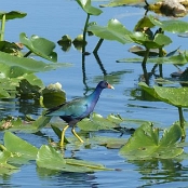Everglades NP 2
