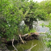 Everglades NP 10