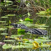 Florida 03
Everglades NP